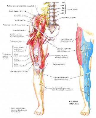 Femoral Nerve Block  Pain Management Education at UCSF